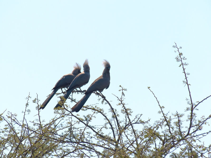 Etosha National Park, Grey go-away
        bird